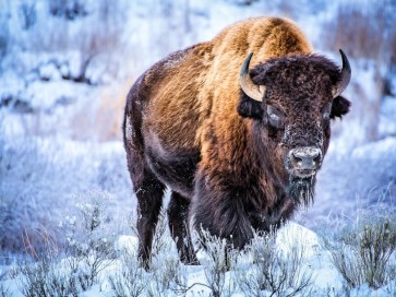 Bear - Standing Tall