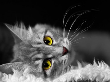 Cat - Let Me Rest