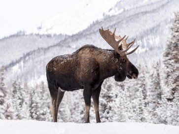 Moose - Standing On Snowy Mountain