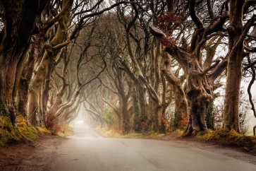 Bernardino Milano - Forest Path - The Haunted Road
