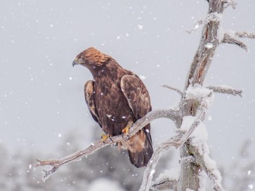 Bird - Chilling On Snowy Branch