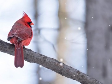 Bird - Cardinal On Tree Witih Snowy Background