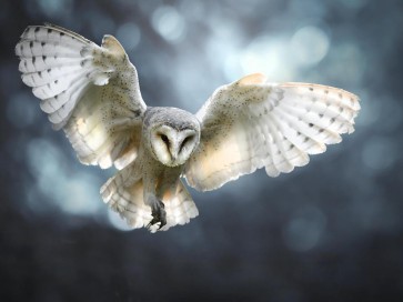 Owl - Flying High