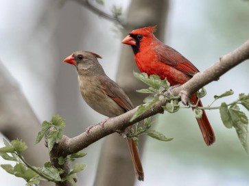 Bird - Cardinal Couple Having A Moment
