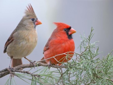 Bird - Northern Cardinal Couple Sitting On Pine Branch