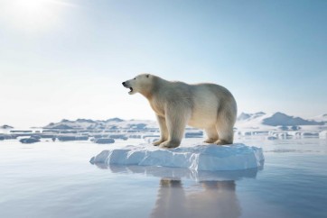 Bear - Having A Ride On Snow 