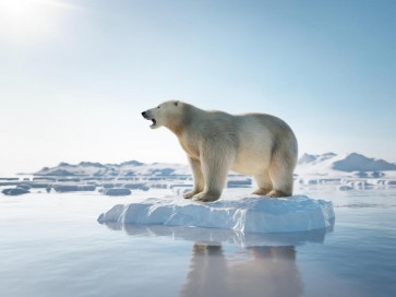 Bear - Having A Ride On Snow