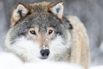 Wolf - Straight Out of Bed