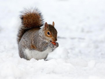 Squirrel - Having A Snack