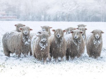 Sheep - On Winter Field
