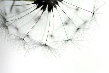 Torhild Adrijana - Half Dandelion