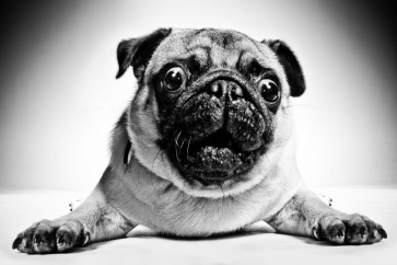 Dog - Pug - Easy Life