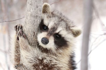 Raccoon - Don't Lose Your Grip