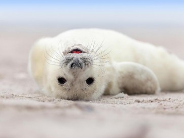 Seal - Having A Bath