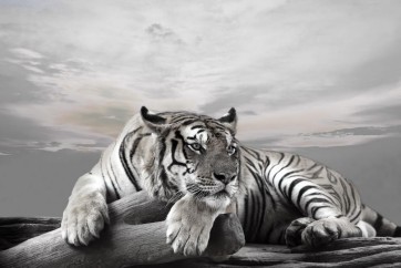 Tiger - Watch - Nice View