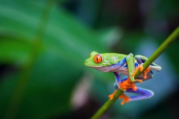 Frog - Preparing for the Big Leap