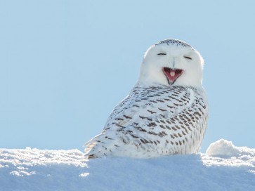 Owl - Having A Laugh On Snow