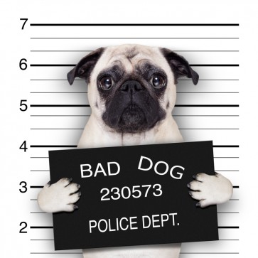 Pitou - Bad Dog III