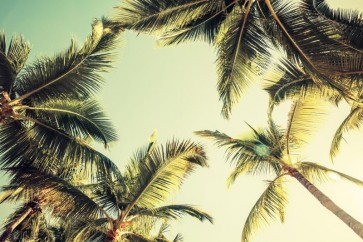 Tropical palm trees