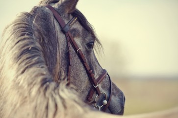 Edith Leanne - Horse - Morning Wanderer