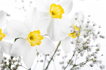 Bouquet of White and Yellow Narcissus