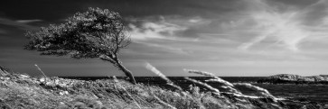 Melisende Perrin - Spring Forest - The Wind Wants Us To Stay