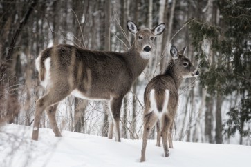 Deer 0- Mother's Love