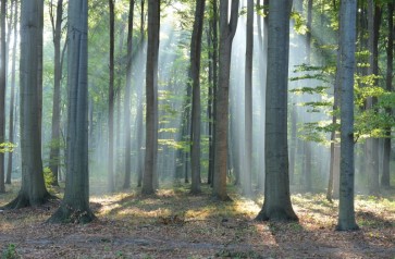 Forest Daylight