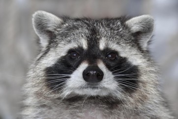 Racoon - It Wasn't Me