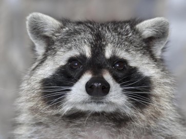 Racoon - It Wasn't Me