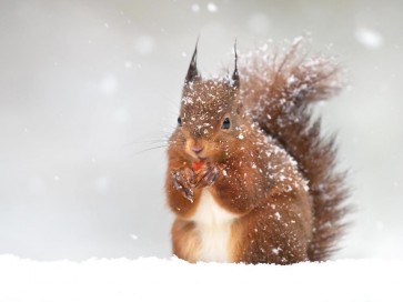 Squirrel - Snacking In Light Snow Fall