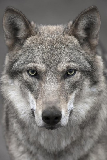 Wolf - Gray - Wild Stare