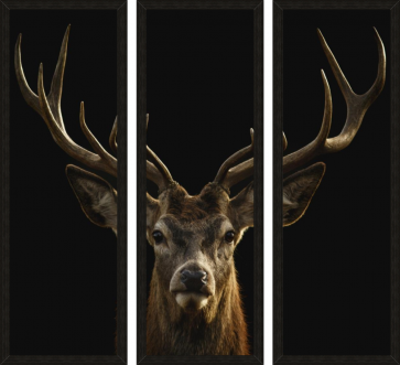 Deer - Head - Black Background