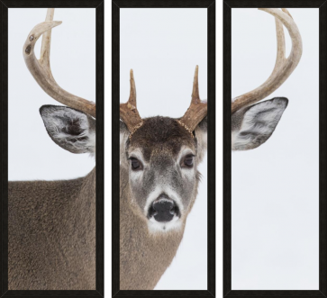 Deer - Head - White Background