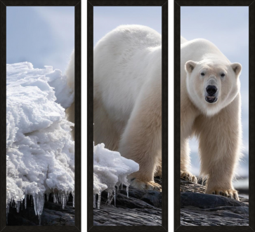 Polar Bear - On Ice