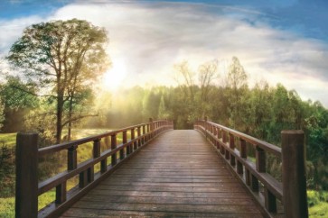 Forest Bridge
