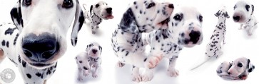 Yoneo Morita - Dalmatians