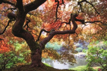 Aaron Reed - Dreaming in October