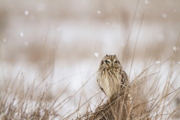 Danita Delimont - Prairie Winter