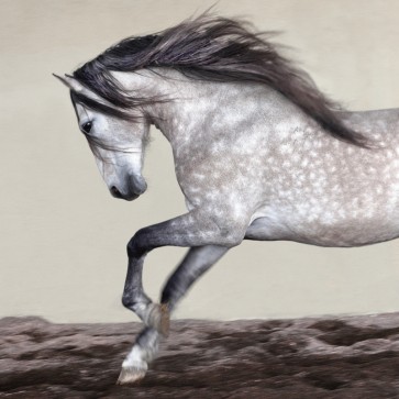 Jorge Llovet - Perseverance