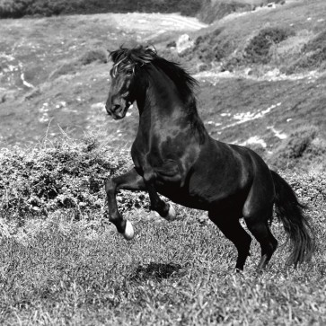 Jorge Llovet - Island Horse