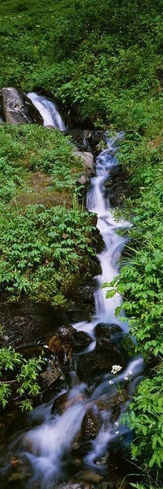 Renée Pehr - Slim Forest Waterfall
