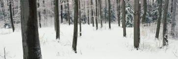 Romeo Delogu - Winter - Frozen Trees