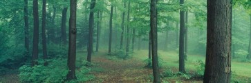 Melisende Perrin - Spring Forest - The Dusk Wood