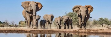 Elephant - On Our Way
