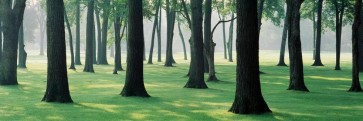 Melisende Perrin - Spring Forest - Too Green To Be True