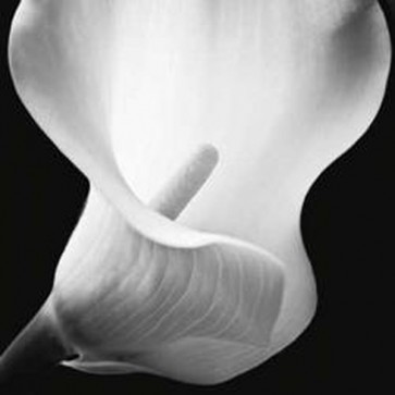 Assaf Frank - Softness II