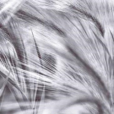 Assaf Frank - Fox Tails BW