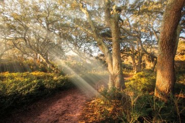 Celebrate Life Gallery - Inspiration