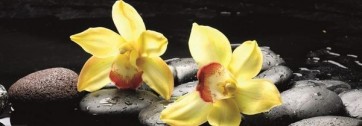 Still Life With Orange Orchid With Water Drops  